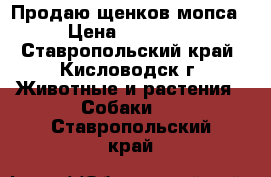 Продаю щенков мопса › Цена ­ 11 000 - Ставропольский край, Кисловодск г. Животные и растения » Собаки   . Ставропольский край